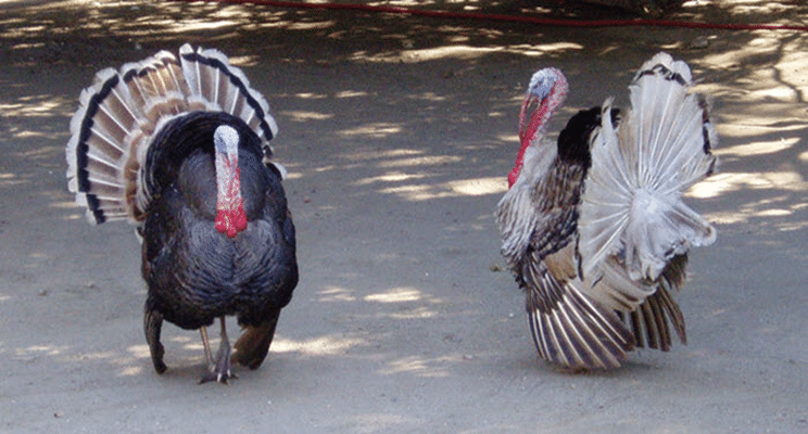 This Thanksgiving, shoot the turkeys in your 401(k)