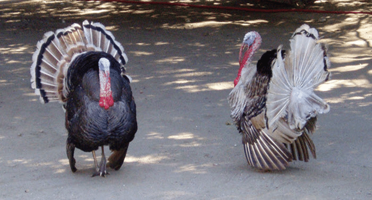 This Thanksgiving, Shoot the Turkeys in Your 401(k)